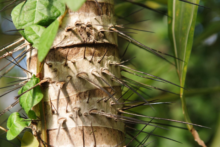 가시공작야자 - Coyure palm, Ruffle palm, Aiphanes horrida (Jacq.)