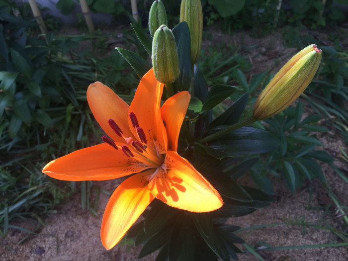 백합 - Lily, Lilium longiflorum Thunb.