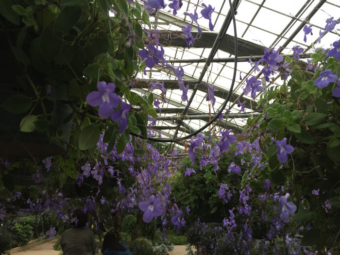 삭소름 - Violeta Pendente, Streptocarpus saxorum