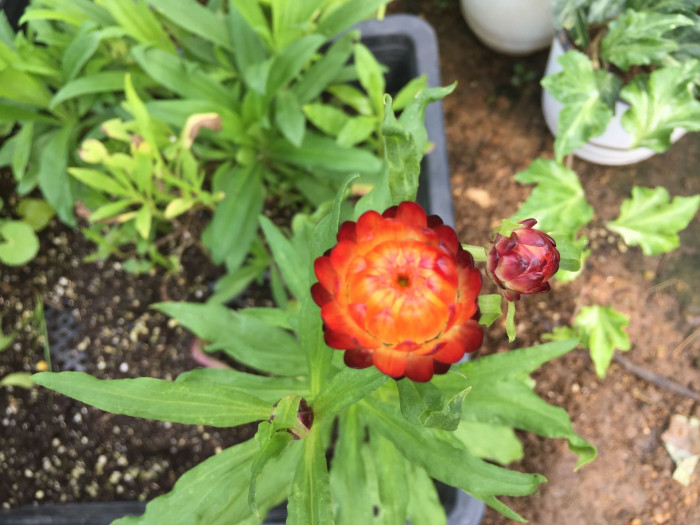 밀짚꽃 - straw flower, Helichrysum bracteatum