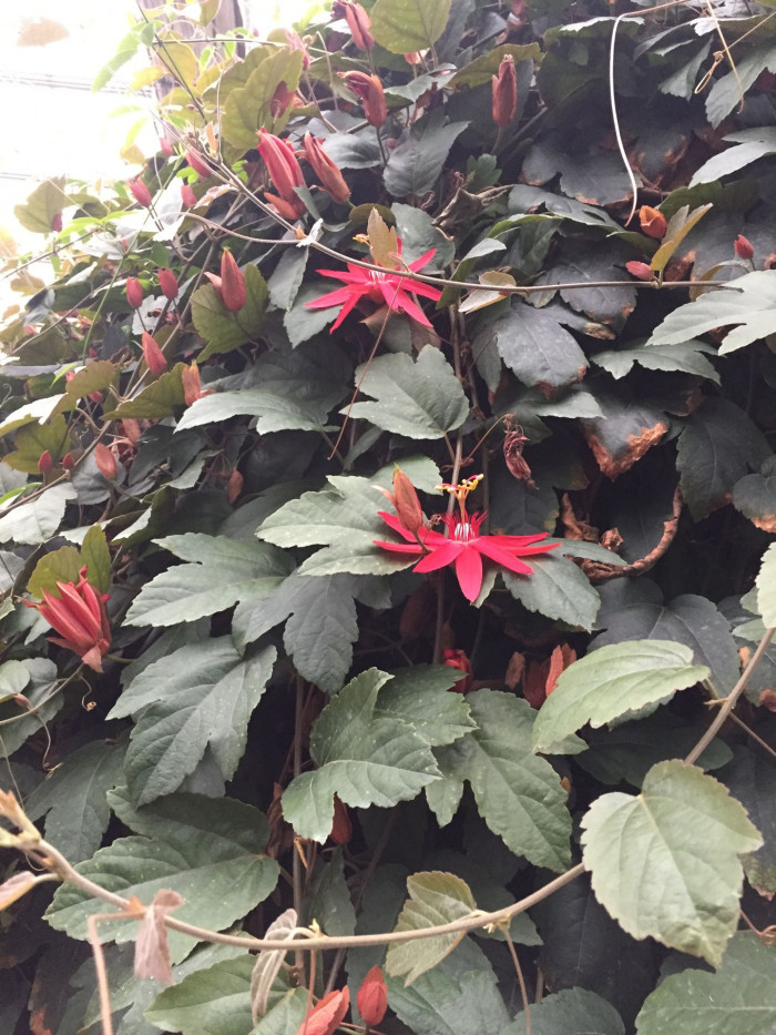 시계초 - passion flower, Passiflora caerulea