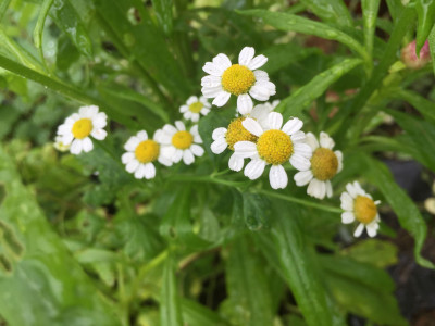 휴버휴 사진 - Tanacetum parthenium Photos