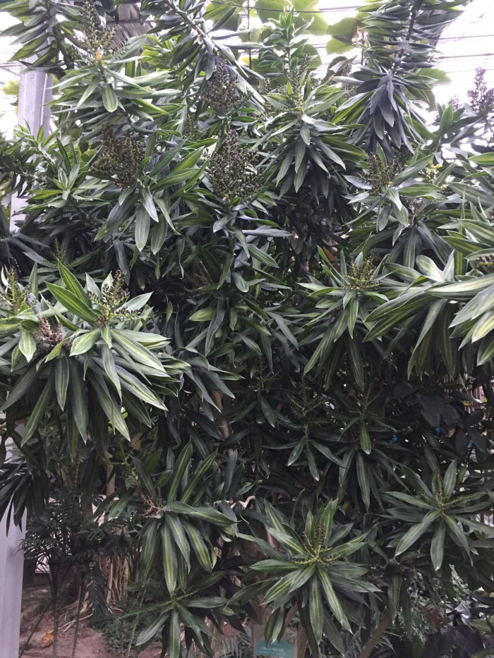 송 오브 인디아 - song of India, Dracaena reflexa 