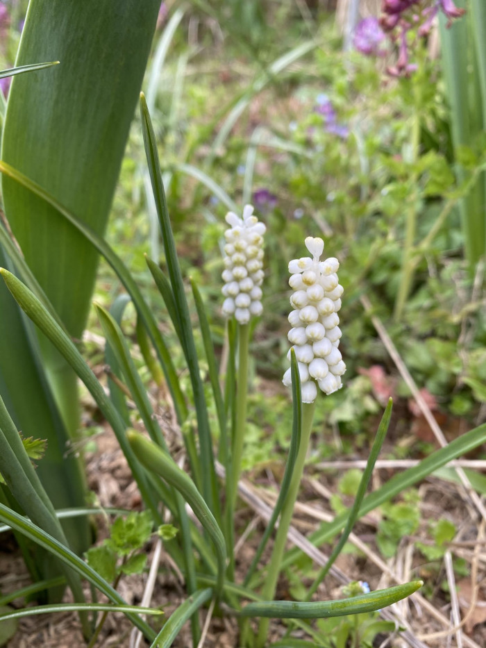 무스카리 - blue grape hyacinth, Muscari armeniacum.
