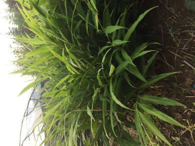 생강 사진 - Zingiber officinale Roscoe Photos
