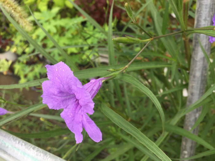 루엘리아 - Mexican petunia, Ruellia brittoniana