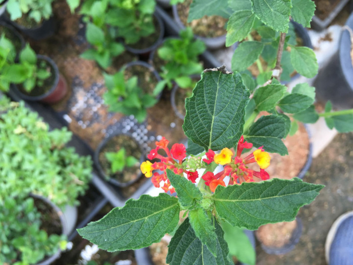 란타나 - Spanish Flag, West Indian Lantana, Lantana camara