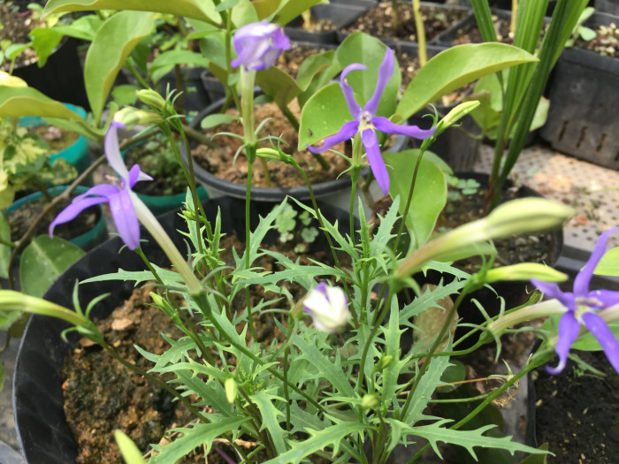 별꽃도라지 - Blue Star Creeper, Isotoma, Laurenti, Isotoma axillaris