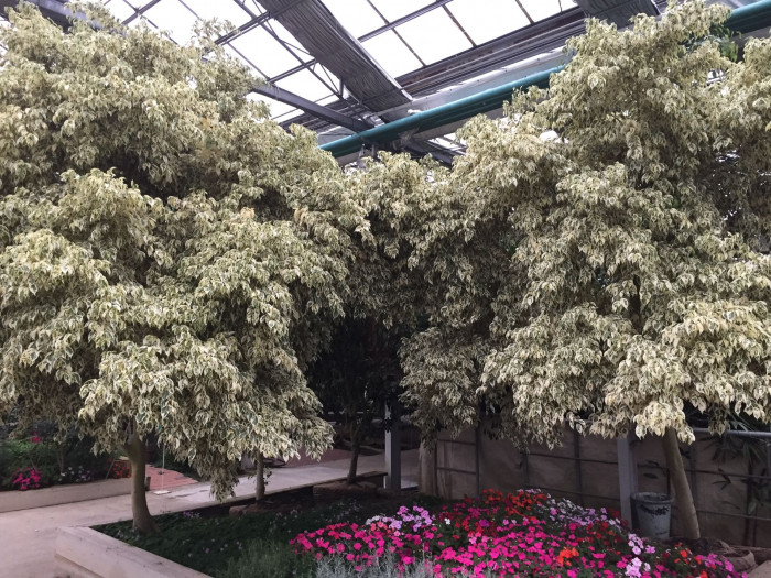 벤자민고무나무 - weeping fig, benjamin fig, Ficus tree, Ficus benjamina L.