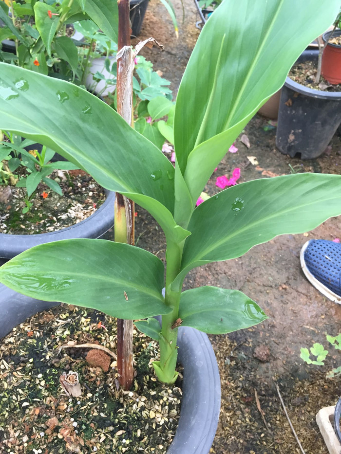 꽃생강 - Ginger lily, Hedychium coronarium J.Konig