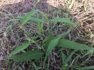 털여뀌 사진 - Persicaria orientalis (L.) Spach Photos