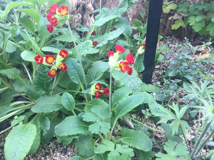 앵초 -  East Asian primrose, Primula sieboldii E.Morren