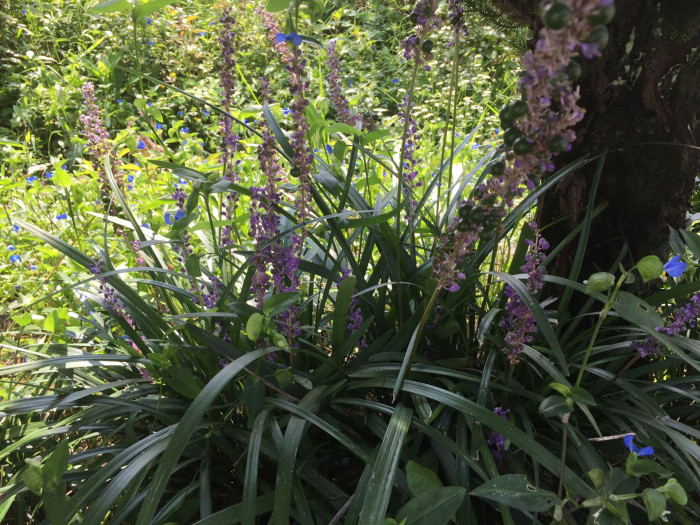 맥문동 - Liriope platyphylla