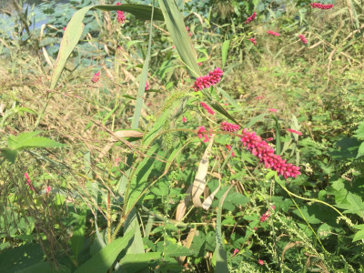 털여뀌 사진 - Persicaria orientalis (L.) Spach Photos