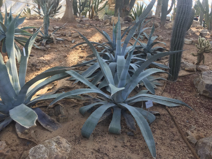 아가베 제브라 - Agave zebra