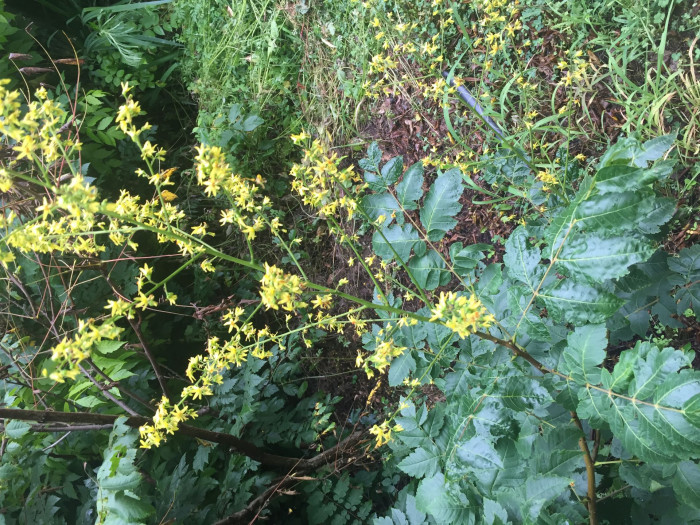 모감주나무 - Koelreuteria paniculata Laxmann