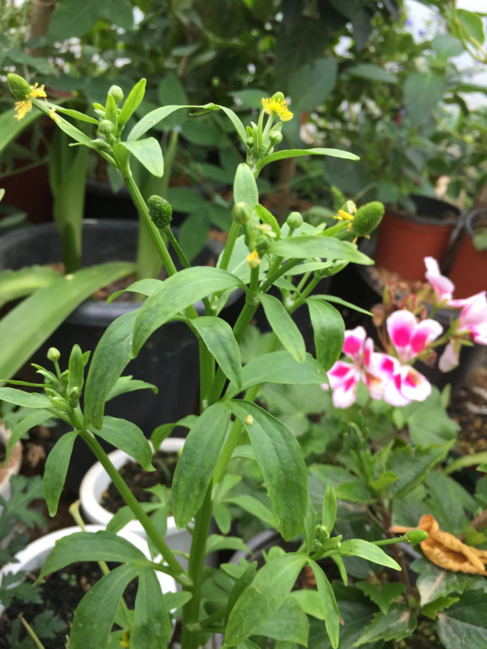미나리아재비 - Ranunculus japonicus Thunb.