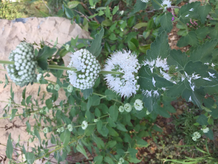 층꽃나무 - Bluebeard, Caryopteris incana (Thunb.) Miq.