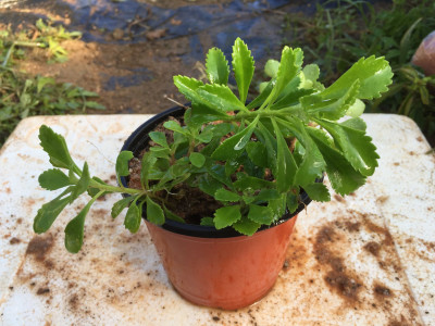 애기기린초 사진 - Sedum middendorffianum Maxim. Photos