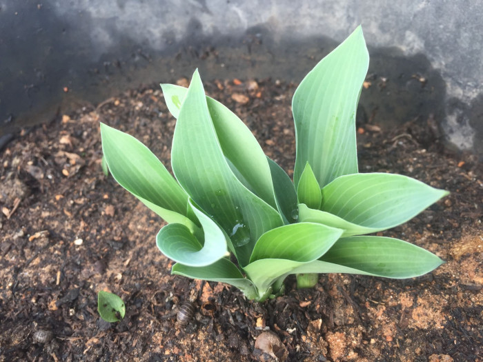 옥잠화 - Plantain lily, Hosta plantaginea (Lam.) Aschers.