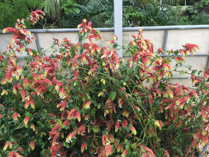 새우풀 - Mexican Shrimp Plant, Shrimp Plant, Shrimp Flower, False Hop, Justicia brandegeeana