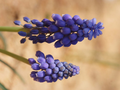 무스카리 사진 - Muscari armeniacum. Photos