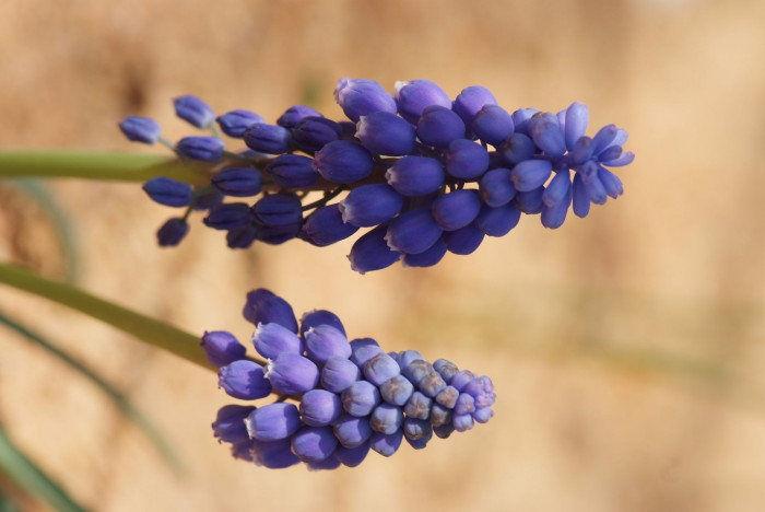 무스카리 - blue grape hyacinth, Muscari armeniacum.
