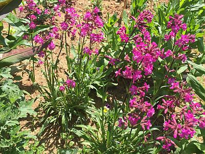 비단동자 사진 - Silene viscaria Photos