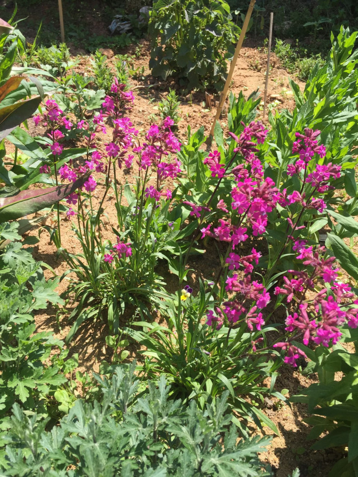 비단동자 - sticky catchfly, clammy campion, Silene viscaria