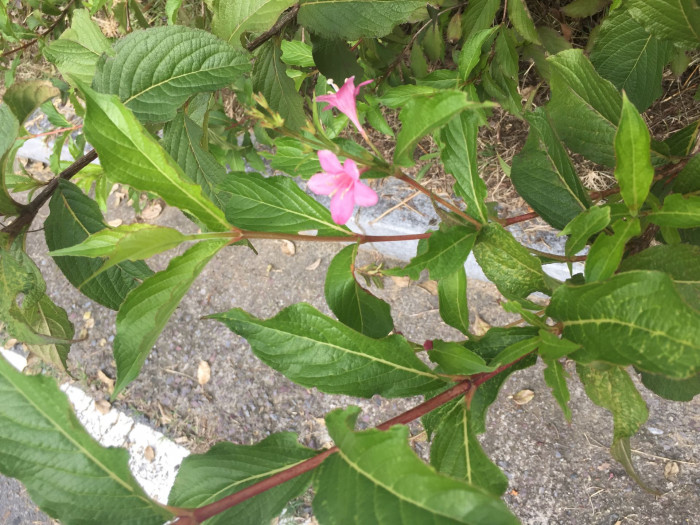 붉은병꽃나무 - Weigela florida (Bunge) A. DC.
