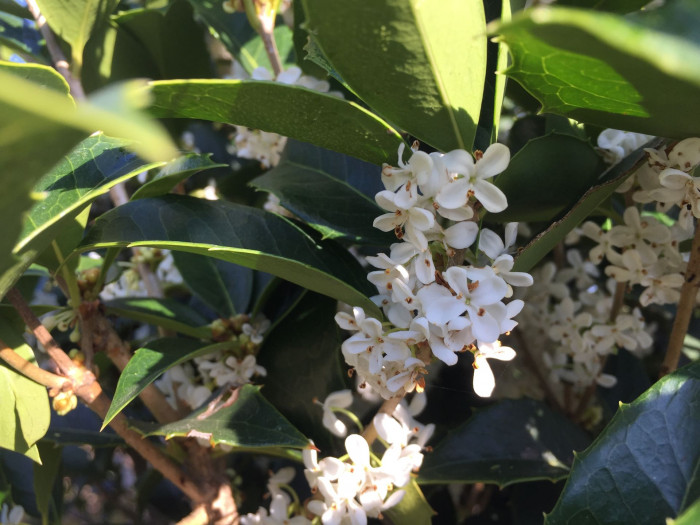 은목서 - ㅑ, Osmanthus asiaticus Lour. var. fragrans