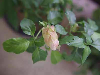 새우풀 사진 - Justicia brandegeeana Photos