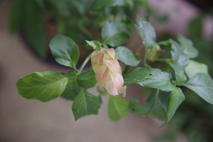 새우풀 - Mexican Shrimp Plant, Shrimp Plant, Shrimp Flower, False Hop, Justicia brandegeeana