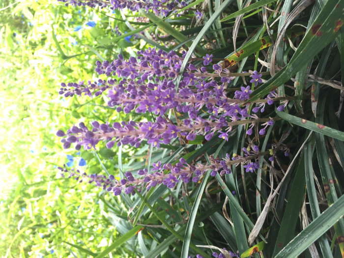 맥문동 - Liriope platyphylla