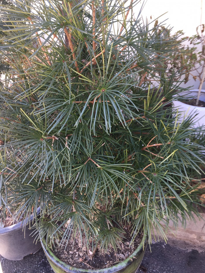 금송 - Sciadopitys verticillata (Thunb.) Siebold & Zucc.