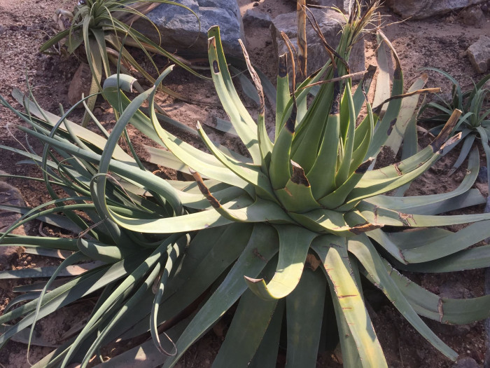 아가베 브락테오사 - Agave bracteosa