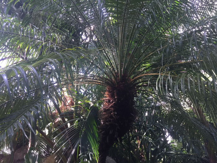 피닉스야자 - Miniature Date Palm, Pygmy Date Palm, Dwarf Date Palm, Phoenix roebelenii O