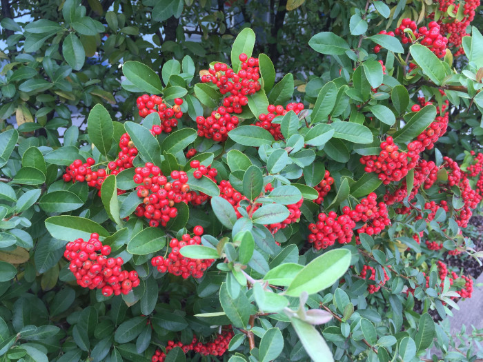 피라칸사스 - firethorn, Pyracantha angustifolia (Franch.) C.K.Schneid.