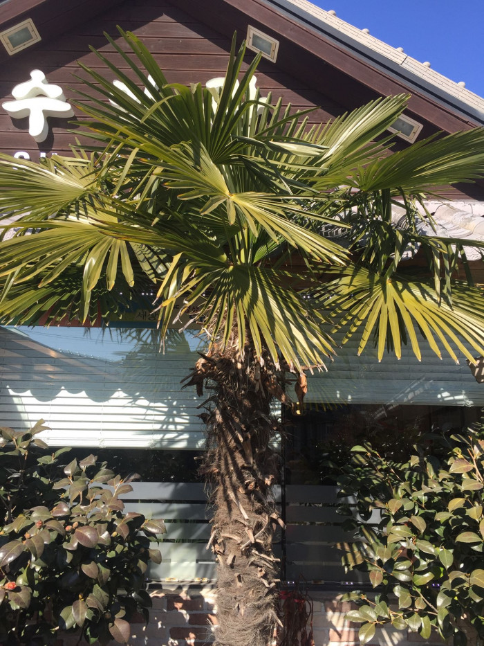 당종려 - Chinese windmill palm, windmill palm, Chusan palm, Trachycarpus fortunei