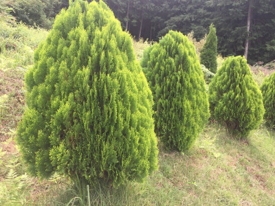 측백나무 사진 - Thuja orientalis L. Photos