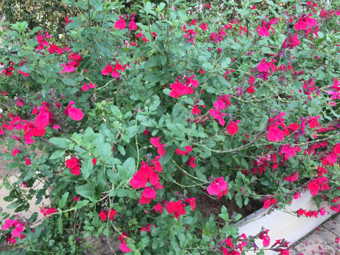 체리 세이지 - Cherry Sage, Salvia officinalis L.