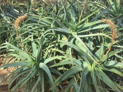 알로에 아보레센스 사진 - Aloe Aborescens Photos