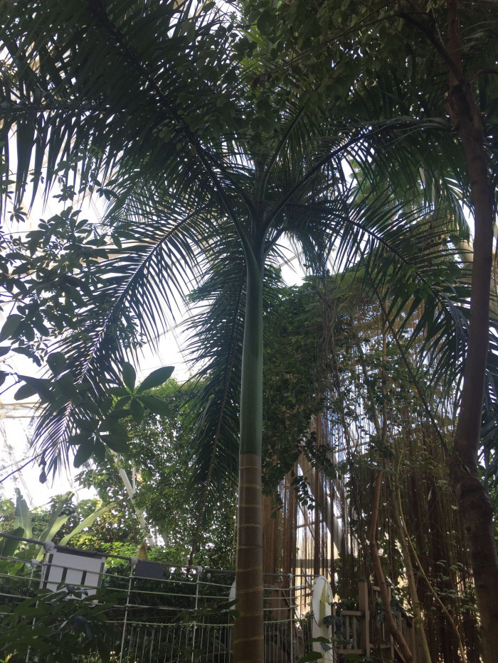 대왕야자 - Cuban royal palm, Florida royal palm, Roystonea regia