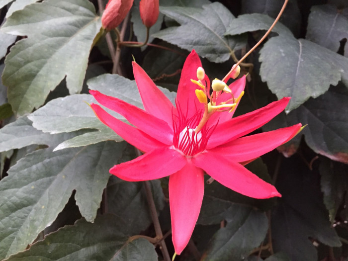 시계초 - passion flower, Passiflora caerulea