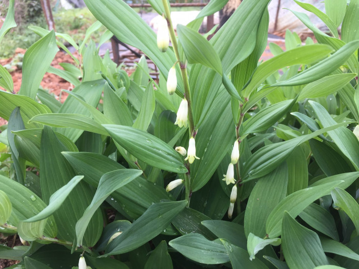 둥굴레 - ㅋㅋ, Polygonatum odoratum var.pluriflorum