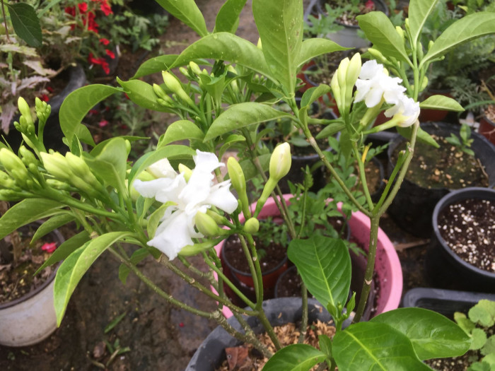 크레이프 자스민 - Crape Jasmine, Tabernaemontana divaricata