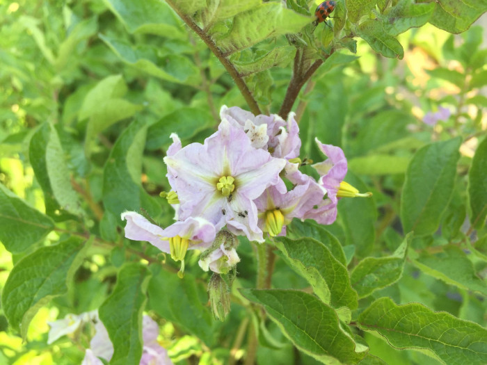 감자 - Potatoes , Solanum tuberosum L.