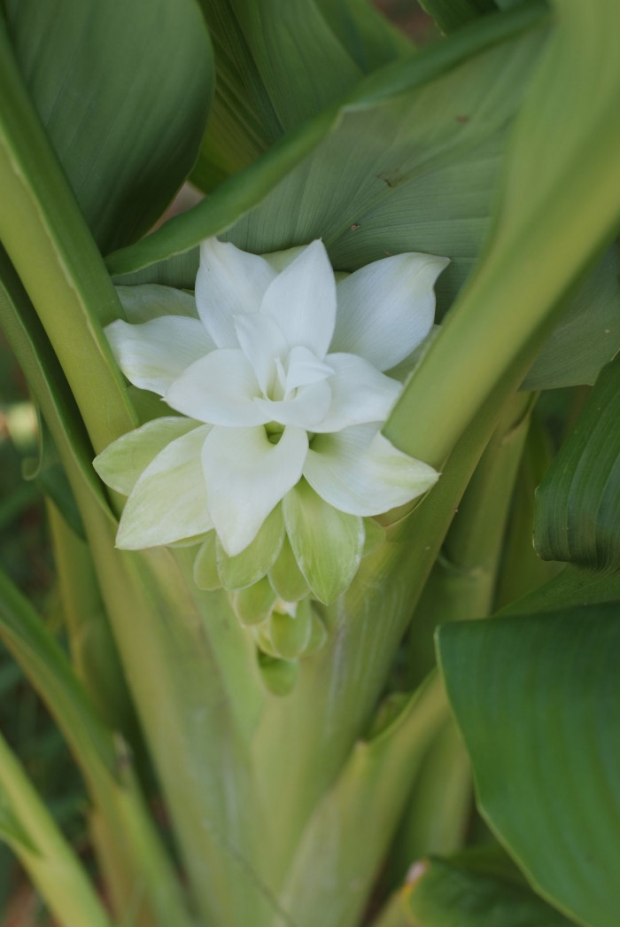 울금 - Curcuma aromatica Salisb