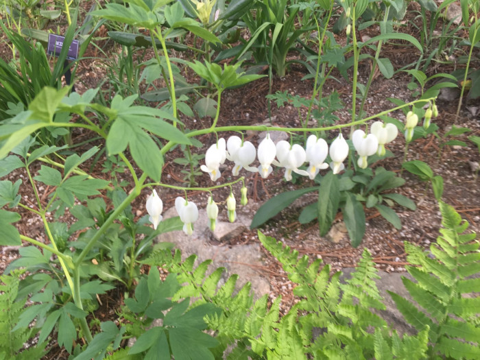 금낭화 - Dicentra spectabilis