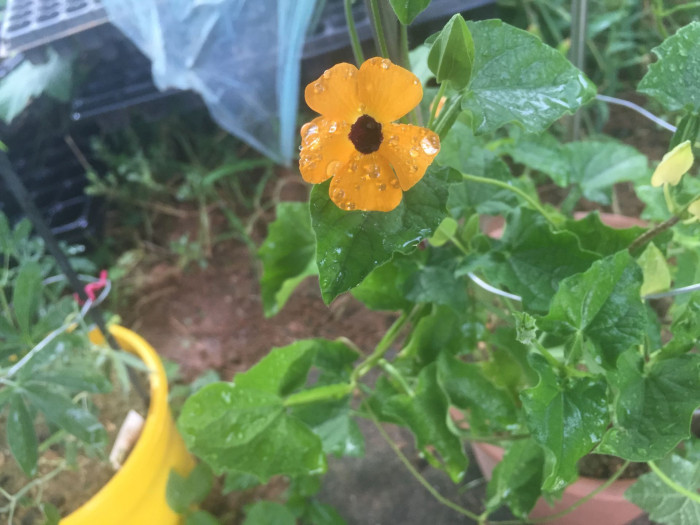아프리카 나팔꽃 - Black-eyed Susan vine, Thunbergia alata